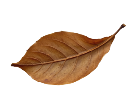 Brown Leaf on Transparent background Capturing Natural Texture and Detail