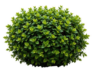 Lush Green Bush with Vibrant Leaves in a Natural Setting