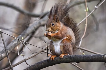 Red squirrel eating nut on tree branch
