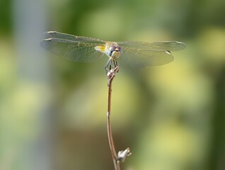dragonfly on a branch