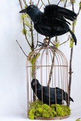 Halloween Decor - Crows, Birdcage, and Moss