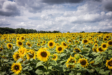Słoneczniki © Dawid