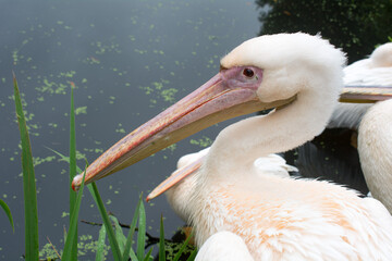 Rosapelikan am Wasser – Porträtaufnahme, 
Great White Pelican by the Water – Portrait