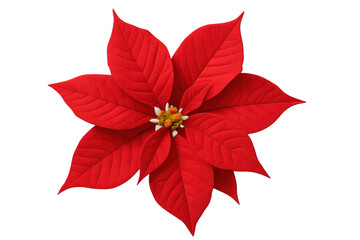 Obraz premium Vibrant red poinsettia blooming on transparent background for christmas design