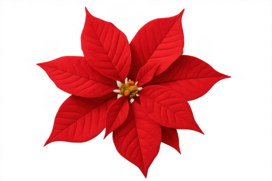 Vibrant red poinsettia blooming on transparent background for christmas design