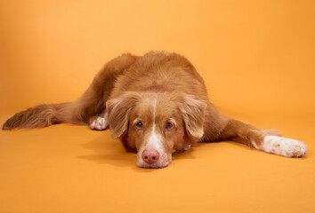 A Nova Scotia Duck Tolling Retriever lies down calmly on an orange background, showing a relaxed and peaceful posture. The dog serene expression enhances the tranquil atmosphere.