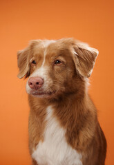 A Nova Scotia Duck Tolling Retriever gazes thoughtfully, set against an orange background. The dog reflective expression is complemented by the warm tones of the backdrop.