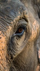 Close-up of an elephant's eye (1)