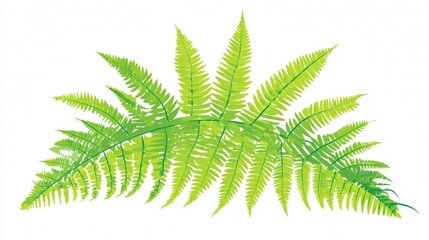 Tropical green palm leaf isolated on white background, a common sight in summer nature and forest plant images