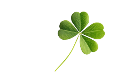 four leaf clover on white background 