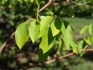 Close-Up of Autumn Brilliance Serviceberry Leaves in Early Fall, Colorado