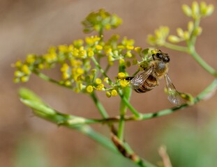 bee on yellow flower