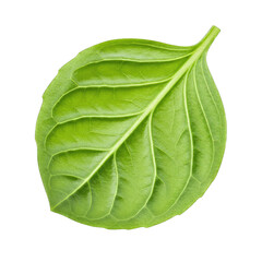 Obraz premium Vibrant Green Leaf with Detailed Veins Isolated on Transparent Background Detailed Close Up Studio Shot of Single Lush Green Leaf Showing Intricate