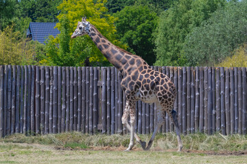 Visiting the Zamość ZOO