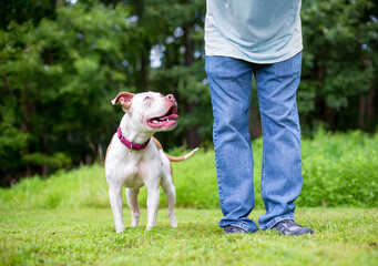 A Pit Bull Terrier mixed breed dog standing next to a person