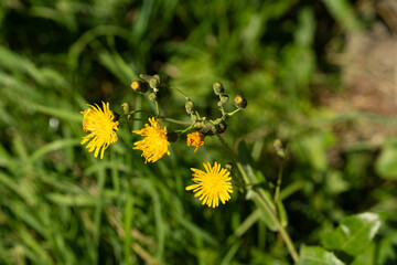 Close-up of vibrant yellow wildflowers in a grassy meadow.
