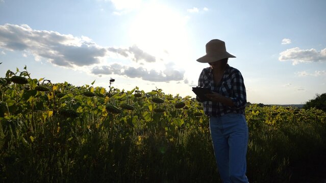 Female agronomist using digital tablet at sunflower meadow at sunny day. Adult farmer monitoring harvest at yellow flower field at sunset. Beautiful scenic landscape. Concept of agricultural business