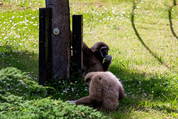 Visiting the Zamość ZOO
