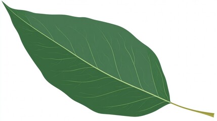 Obraz premium Illustration of a green leaf with detailed veins and a pointed tip on a white background.