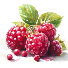 Raspberry, watercolor vector, isolated on a white background.