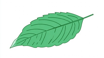 A detailed illustration of a green leaf with a serrated edge and prominent veins, isolated on white.