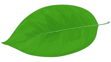 Obraz premium A single vibrant green leaf with detailed veins and a stem, isolated on a clean white background.