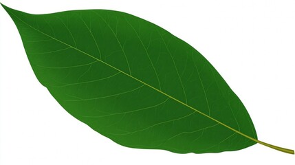 Obraz premium A single green leaf with prominent veins against a white background.