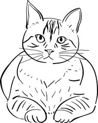 Vector illustration of a cute black and white kitten sitting with beautiful eyes
