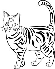 A cute vector illustration of a young domestic feline kitten with black eyes and white fur