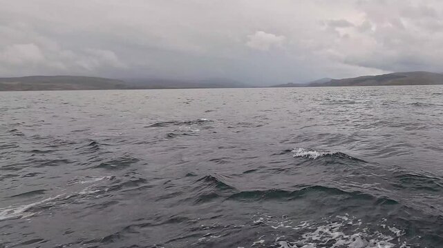 4K video of Common Dolphin (Delphinus delphis) in the sea near the Isle of Mull, Argyll and Bute, Scotland