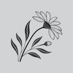 Gazania Minimalist Botanical Illustration