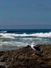 seagull on the rocks at a beach on a sunny day with waves washing up in the background