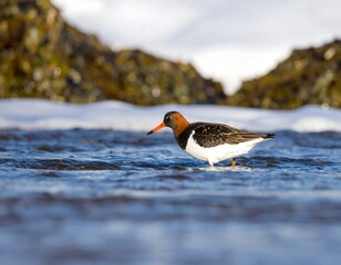 Bird wading in shallow water