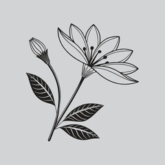 Gazania Vector Drawing of Daisy Flowers