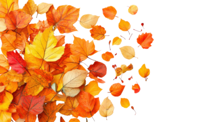 Flying autumn leaves isolated on transparent background