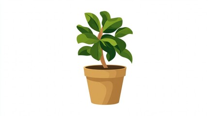 Fototapeta premium Small potted green houseplant with new growth and foliage