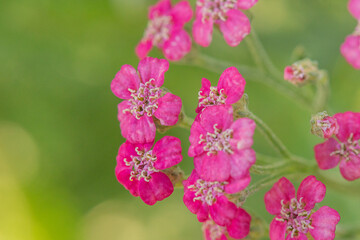 Pink yarrow flowers macro photo in the garden.