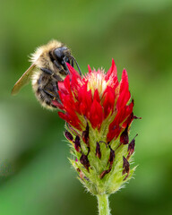 European honey bee on a crimson clover flower. Macro beauty.