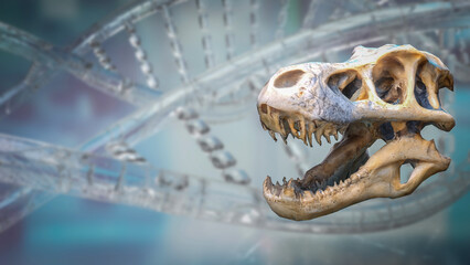 The T rex Skull for Education or sci concept 3d Rendering. © niphon