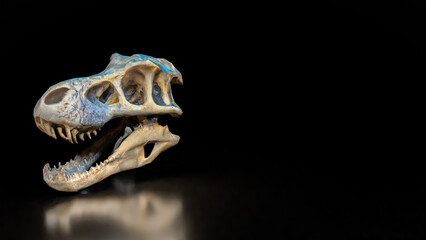 The T rex Skull for Education or sci concept 3d Rendering. © niphon