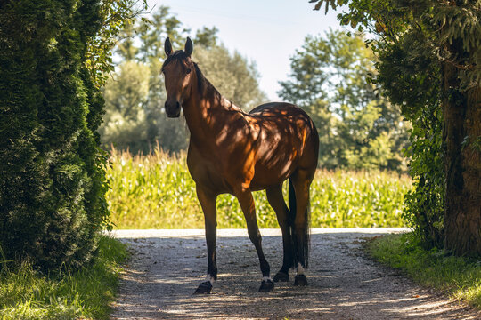 Brown trotter mare standing on a country path framed by trees