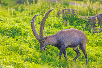 Steinbock - Allg&auml;u - Alpen - Oberstdorf - Walsertal - Berge