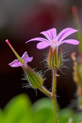 Delicate Pink Wildflower with Buds Against a Soft Background