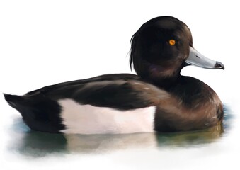 Wildlife & Aquatic Creatures of Europe – Realistic Animal Illustrations