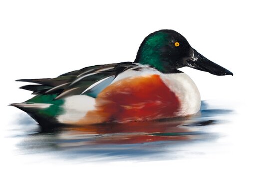 Wildlife & Aquatic Creatures of Europe &ndash; Realistic Animal Illustrations