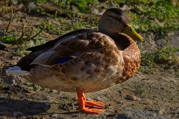 A Colorful Duck is Resting Peacefully by the Waters Edge Today