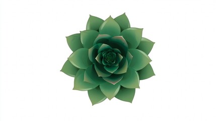 Rose and rose buds on a white background, highlighting their beautiful petals, blooms, and natural leaf patterns