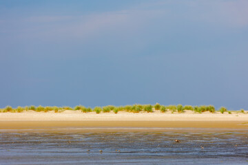 Typical summer landscape in north sea under blue sky, Beach and european marram grass on sand dunes, Texel is one of the Dutch Wadden Islands off the coast of the Netherlands, Noord Holland province.