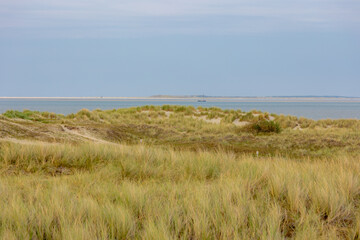 Typical landscape of Island in north sea with blue sky, Beach and european marram beach grass on sand dunes, De Cocksdorp is a small village in the Dutch province of North Holland, Texel, Netherlands.