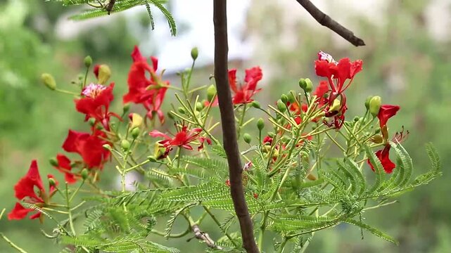 Red Turai /gulmohar flowers with branches Video